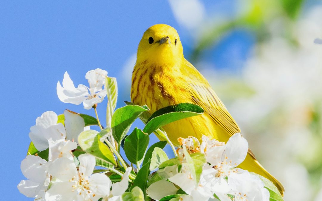 Advocating for Migratory Birds